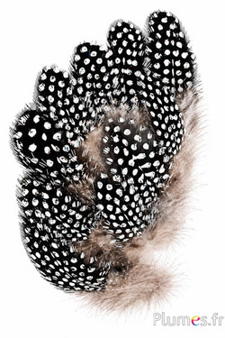 Perlhuhn mit mehrfarbigen Glitzer - 8-12 cm - natur